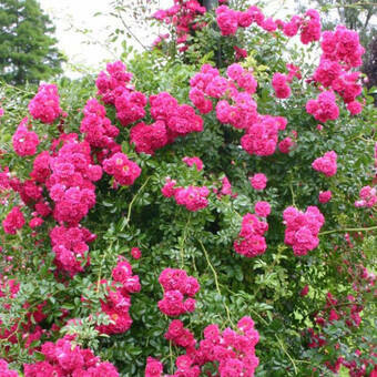 Róża Pnąca 'Rosa arvensis'  Excelsa Z Donicy