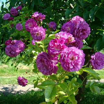 Róża Pnąca 'Rosa arvensis' Biskupia  Z Donicy
