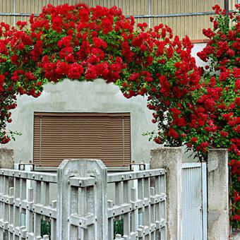 Róża Pnąca 'Rosa arvensis' Czerwona Pergola Z Donicy
