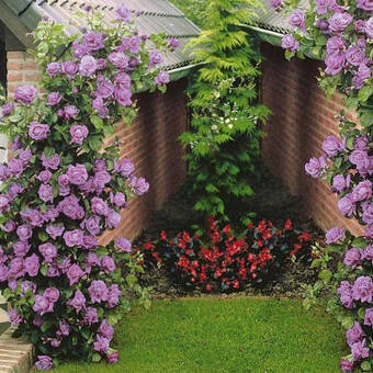 Róża Pnąca 'Rosa arvensis'  Niebieska Z Donicy