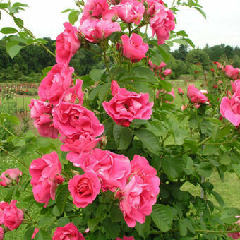 Róża Pnąca 'Rosa arvensis'  Różowa Z Donicy