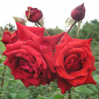 Róża Wielkokwiatowa 'Rosa' Czerwona Bukietowa Z Donicy