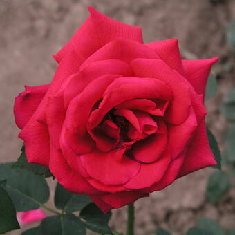 Róża Wielkokwiatowa 'Rosa' Czerwona Rozeta Z Donicy