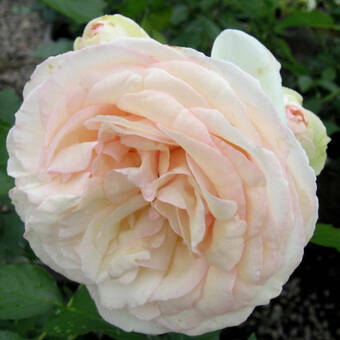 Róża Wielkokwiatowa 'Rosa' Łososiowa  Z Donicy