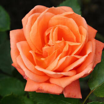 Róża Wielkokwiatowa 'Rosa' Pomarańczowa Z Donicy