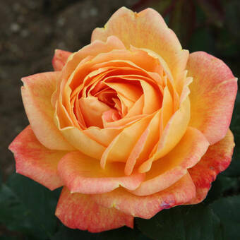 Róża Wielkokwiatowa 'Rosa' Pomarańczowa Rozeta Z Donicy