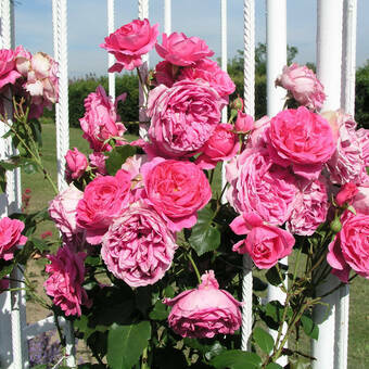 Róża Wielkokwiatowa 'Rosa' Różowa  Angielska Z Donicy