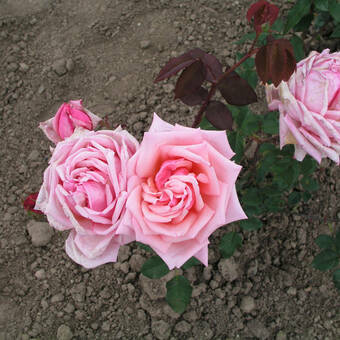 Róża Wielkokwiatowa 'Rosa' Różowa  Rozetowa Z Donicy