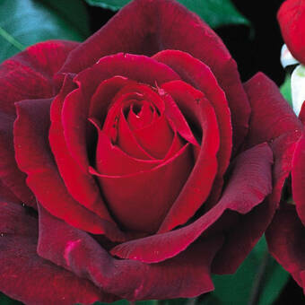 Róża Wielkokwiatowa 'Rosa' Mr. Lincoln  Z Donicy