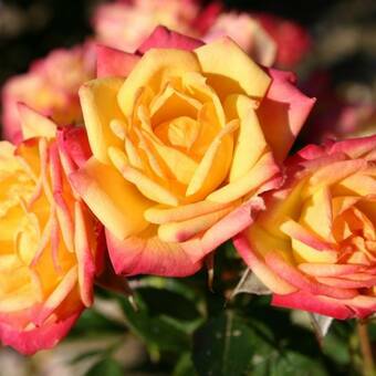 Róża Wielkokwiatowa 'Rosa'  Watykan Z Donicy