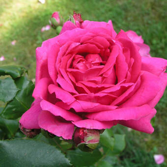 Róża Wielkokwiatowa 'Rosa'  Criterion Z Donicy