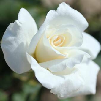 Róża Wielkokwiatowa 'Rosa'  Virgo Z Donicy
