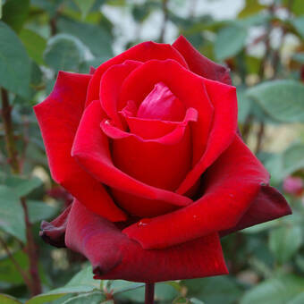Róża Wielkokwiatowa 'Rosa'  Lichter Loch Z Donicy