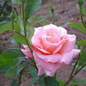 Róża Wielkokwiatowa 'Rosa'  Queen Elizabeth  Z Donicy