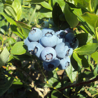 Borówka Amerykańska 'Vaccinium corymbosum' Berkley Sadzonka 