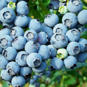 Borówka Amerykańska 'Vaccinium corymbosum' Chipeewa Sadzonka XXL