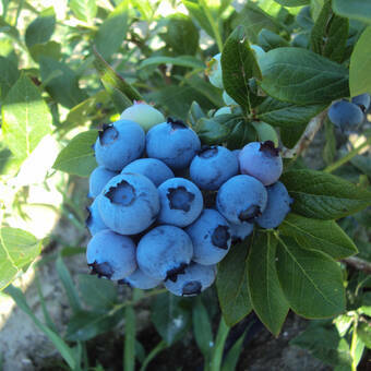 Borówka Amerykańska 'Vaccinium corymbosum' Bluejay Sadzonka XXL