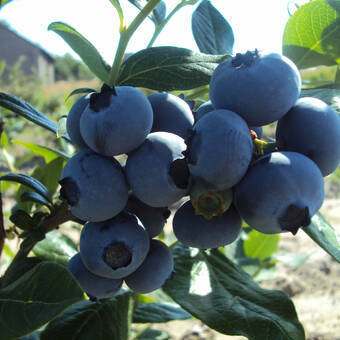 Borówka Amerykańska 'Vaccinium corymbosum' Bluetta Sadzonka XXL