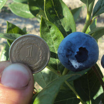 Borówka Amerykańska 'Vaccinium corymbosum' Chandller Sadzonka XXL