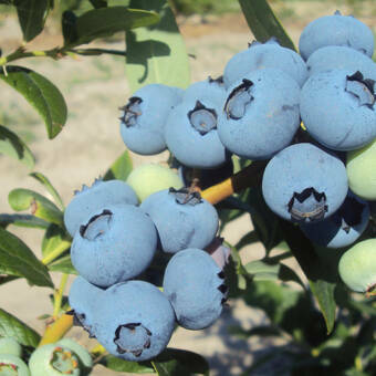 Borówka Amerykańska 'Vaccinium corymbosum' Chanticler Sadzonka XXL