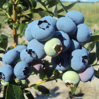 Borówka Amerykańska 'Vaccinium corymbosum' Darrow Sadzonka XXL