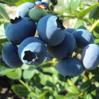 Borówka Amerykańska 'Vaccinium corymbosum' Earliblue Sadzonka XXL