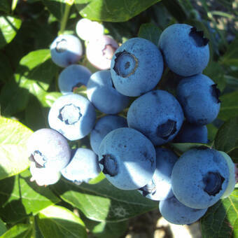 Borówka Amerykańska 'Vaccinium corymbosum' Eliot Sadzonka XXL