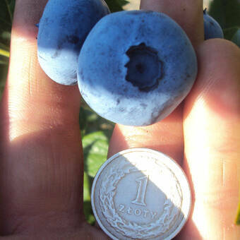 Borówka Amerykańska 'Vaccinium corymbosum' Elizabeth Sadzonka XXL