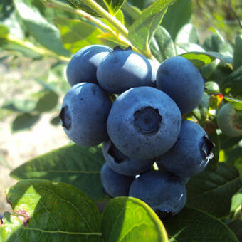 Borówka Amerykańska 'Vaccinium corymbosum' Goldtraube Sadzonka XXL