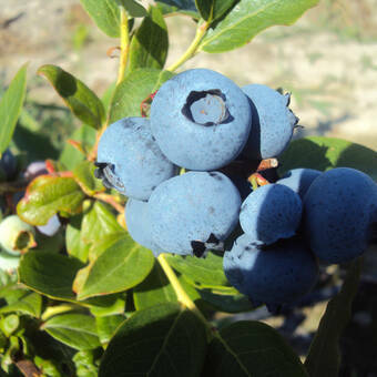 Borówka Amerykańska 'Vaccinium corymbosum' Herbert Sadzonka XXL