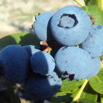 Borówka Amerykańska 'Vaccinium corymbosum' Brigida Sadzonka XXL