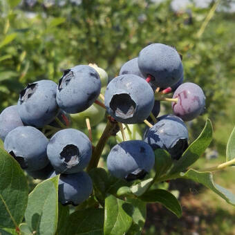 Borówka Amerykańska 'Vaccinium corymbosum' Denise Blue Sadzonka XXL