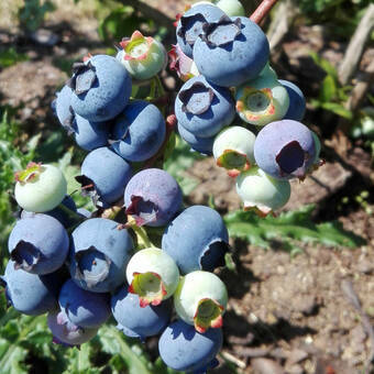 Borówka Amerykańska 'Vaccinium corymbosum' Hannah's Choice Sadzonka XXL