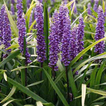 Liriope muscan Ingwersen