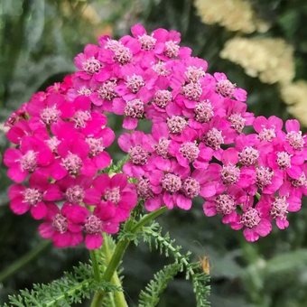 Krwawnik pospolity Cerise Queen