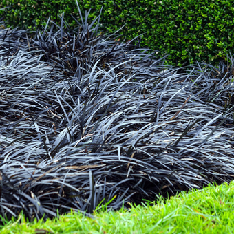 Konwalnik płaskopędowy