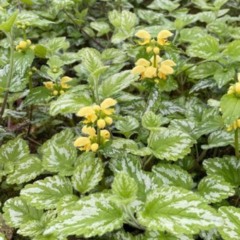 Jasnota gajowiec Florentinum