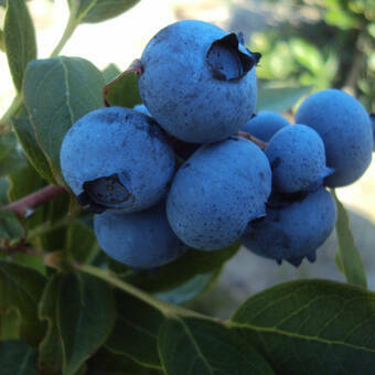 Borówka Amerykańska 'Vaccinium corymbosum'  Jersey Sadzonka XXL