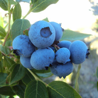 Borówka Amerykańska 'Vaccinium corymbosum' Lateblue Sadzonka XXL