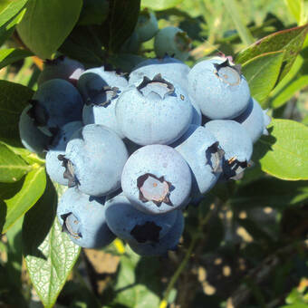 Borówka Amerykańska 'Vaccinium corymbosum' Nelson Sadzonka XXL