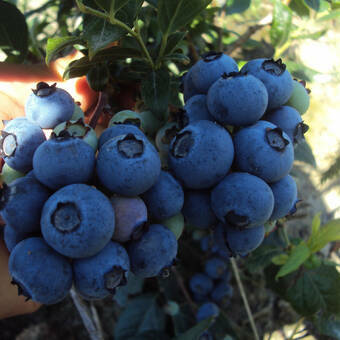 Borówka Amerykańska 'Vaccinium corymbosum' Northland Sadzonka XXL