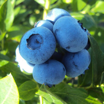 Borówka Amerykańska 'Vaccinium corymbosum' Patriot Sadzonka XXL