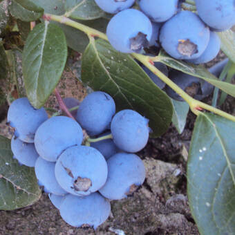 Borówka Amerykańska 'Vaccinium corymbosum' Rubel Sadzonka XXL