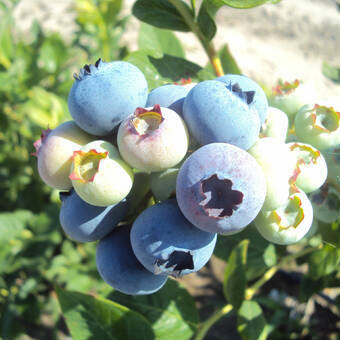 Borówka Amerykańska 'Vaccinium corymbosum' Sierra Sadzonka XXL