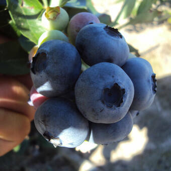 Borówka Amerykańska 'Vaccinium corymbosum' Spartan Sadzonka XXL