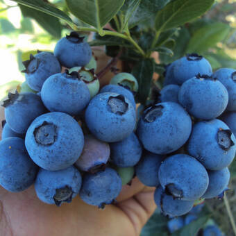 Borówka Amerykańska 'Vaccinium corymbosum' Sunrise Sadzonka XXL