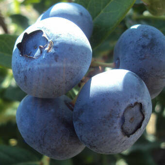 Borówka Amerykańska 'Vaccinium corymbosum' Toro Sadzonka XXL