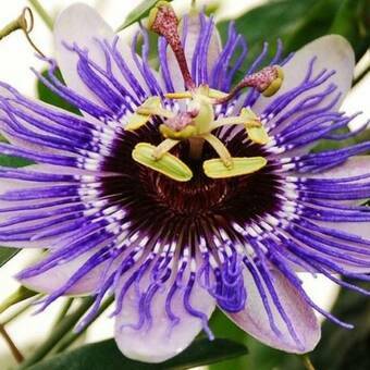 Męczennica 'Passiflora' Purple Haze 