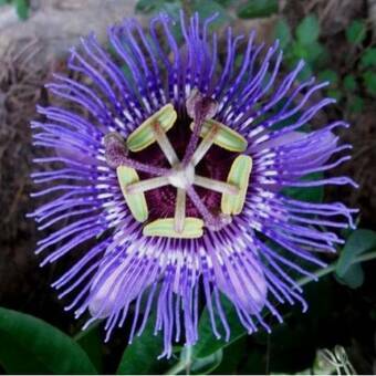 Męczennica 'Passiflora' Victoria