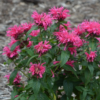 Pysznogłówka ogrodowa  'Monarda' Cambridge scarlet 